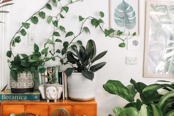 5 editing tricks to take pictures of plants at home