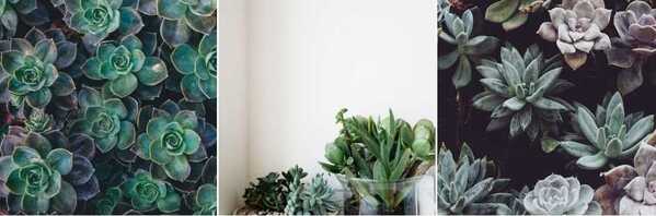 Uma fileira de três fotos de plantas: a primeira e a última mostram várias folhas de suculentas juntas, enquanto a foto do meio mostra suculentas em vasos numa parede branca de fundo