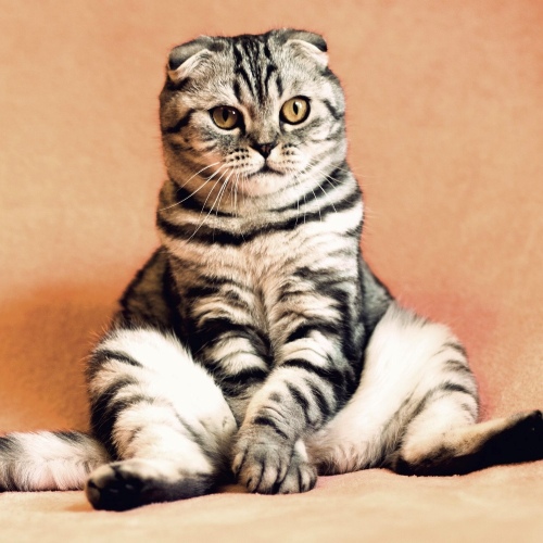 anime converter - pet example before